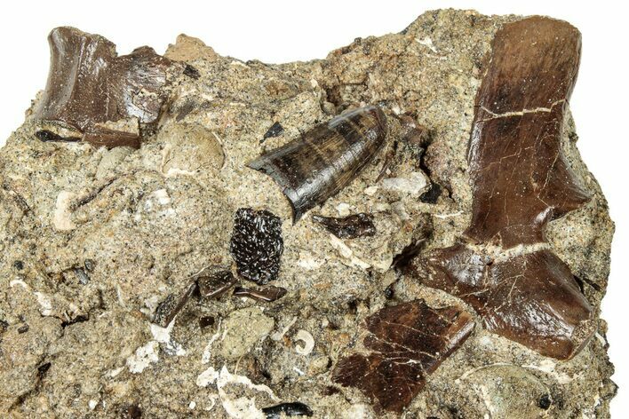 Fossil Crocodilian Tooth and Bones in Rock - Judith River Formation #313427